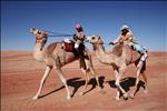 bedu and camels